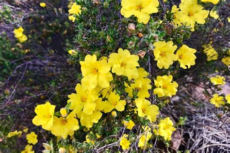 6 Wildflowers You Can See In The Flinders Ranges This Spring