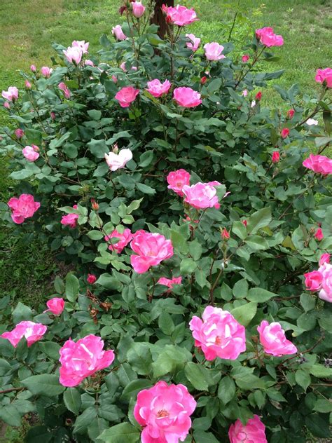 Knockout Roses Knockout Roses Flower Garden Rose