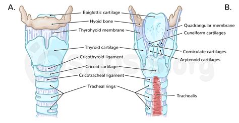 Anatomy Of The Larynx And Trachea Osmosis