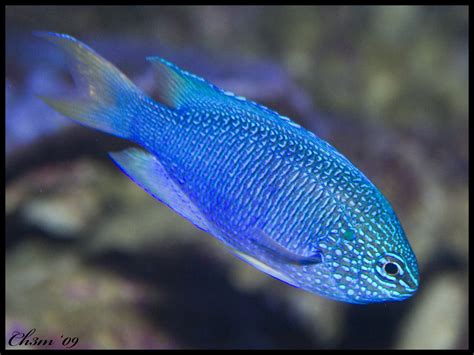 Fish Rr Blue Fish