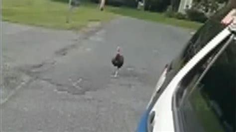 Turkey Chases Cop Cruiser After Trying To Jump Into Vehicle Latest