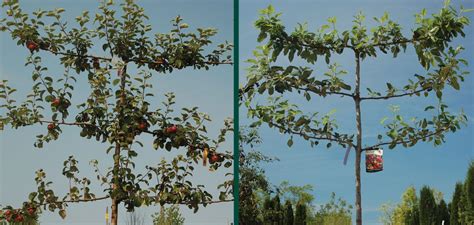 Inside you will find nothing but natural goodness free from artificial sweeteners, flavors or colors. Espalier Apple Trees | Knowledgebase | Johnson's Nursery