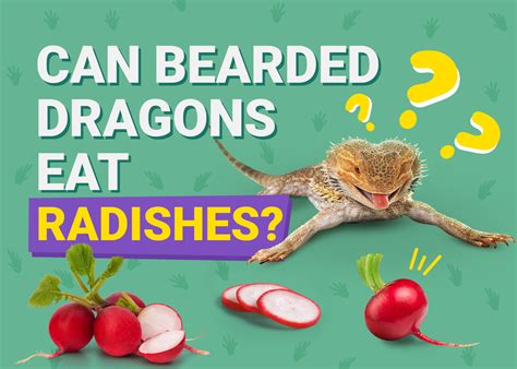 Can Bearded Dragons Eat Radishes Vet Approved Nutritional Info Pet Keen