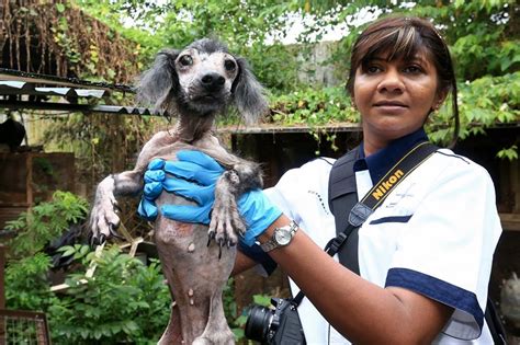 Sin chew daily contact phone number is : PHOTOS 100 Starved, Sick And Abused Animals Found In ...