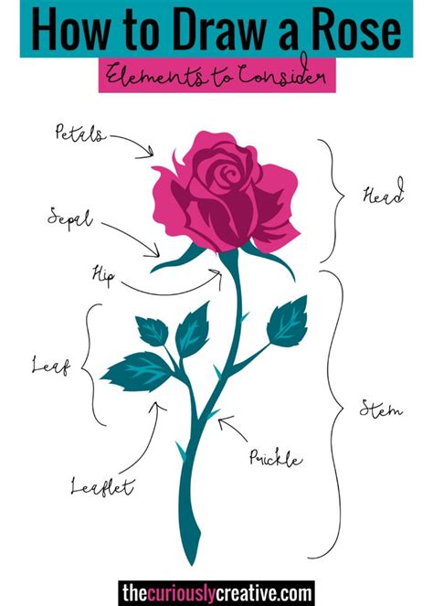 10 Important Tips on How to Draw a Rose