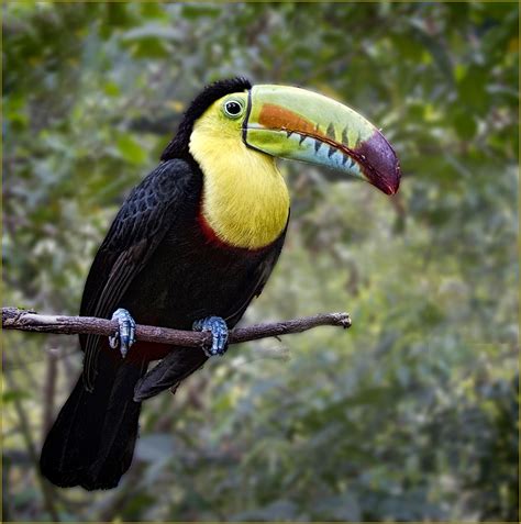 Keel Billed Toucan Costa Rica Shutterbug