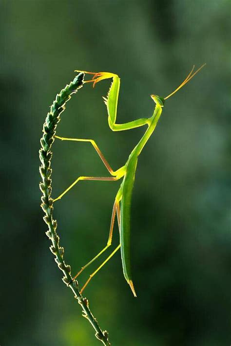 46 Best Praying Mantis Coolest Insect Ever Images On