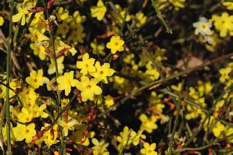 Winter Jasmine Vines Plant Care And Growing Guide