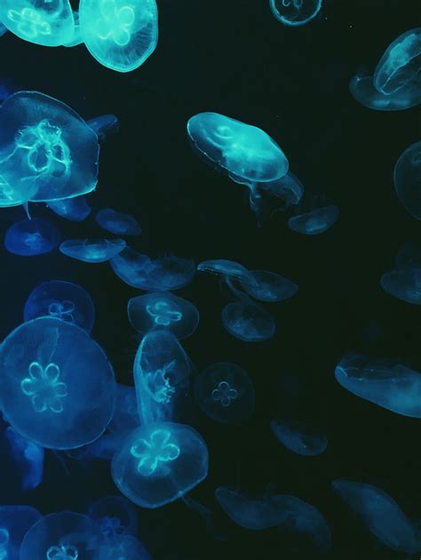 Jellyfish Cyber Aesthetic Blue Aesthetic Green Aesthetic