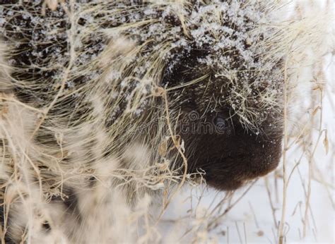 Porcupine In Winter Stock Image Image Of Grassy Wildlife 20116207