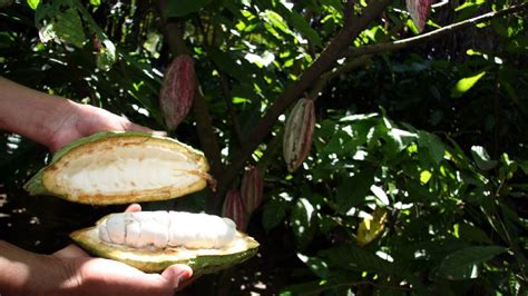 Ruta del cacao en Tabasco paraíso hacia el chocolate Uno TV
