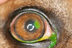 How much time will be required to heal the bipolar hemiarthroplasty surgery in the right leg and in how long will it take for the corneal abrasion to completely heal and not recurring again? Non-Healing ('indolent') Corneal Ulcers in Dogs - Davies ...