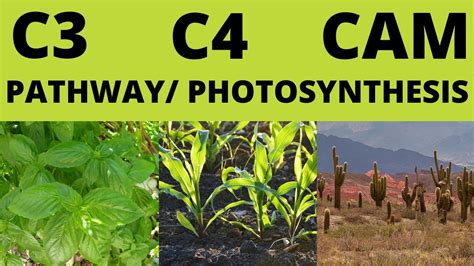 How Does C3 C4 And Cam Photosynthesis Compare Similarities And