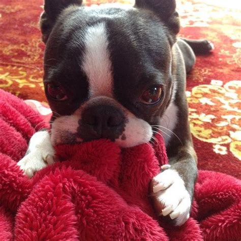 14 Reasons Boston Terriers Are The Worst Indoor Dog Breed Of All Time