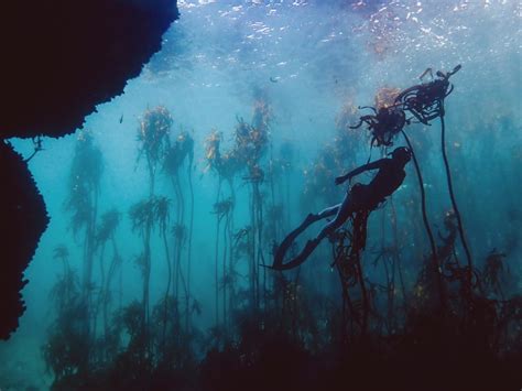 Look 21 Images Of Cape Towns Magical Kelp Forests