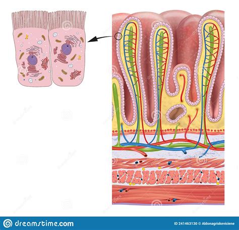 Stomach Wall Layers And Gastric Glands Detailed Anatomy Stock