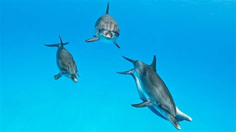 Dolphins Playtime Incredible Underwater Moments With Wild Dolphins