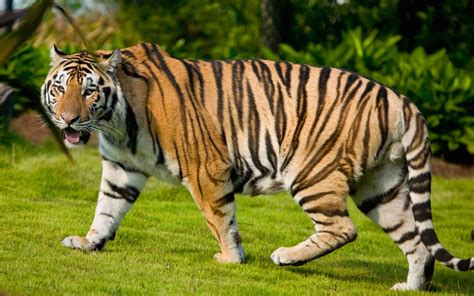 Tiger Tier Lexikon Wiki Fandom Powered By Wikia