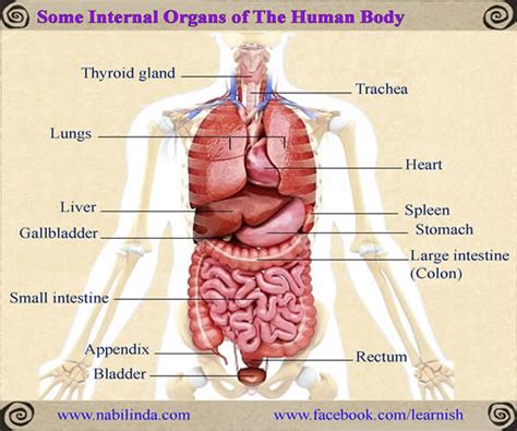 An organ system is a group of organs that work together to do a job. Some Internal Organs of The Human Body - English ...