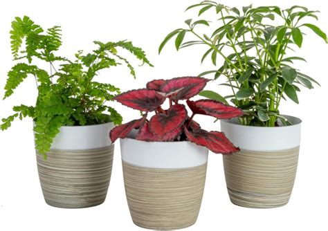 Costa Farms Live Houseplants 6 Pack Review Tinyhousekitchengear