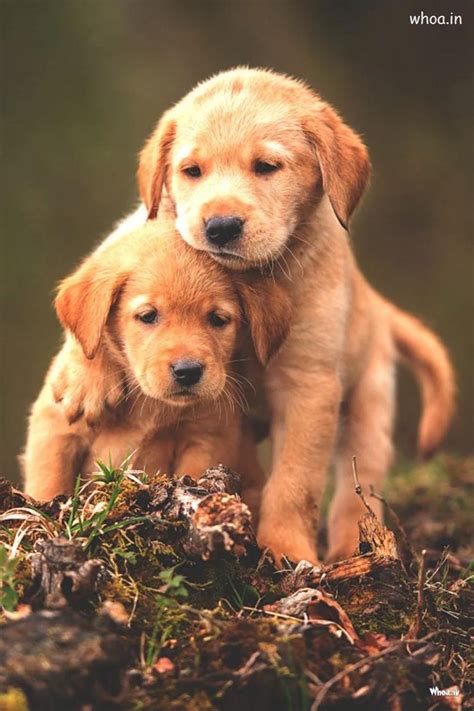 Cute Puppy Pictures And Images Hd Cute Puppy Wallpaper