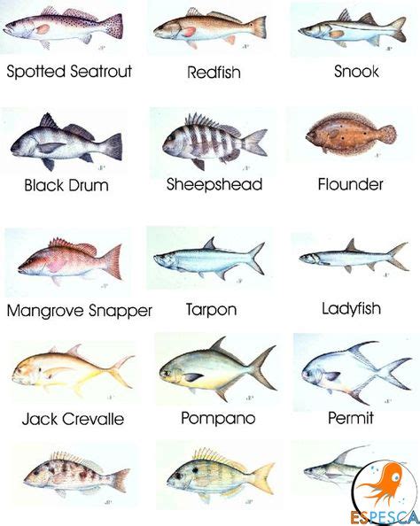 Infografías De Peces 20 Fish Chart Saltwater Fishing Salt Water Fish