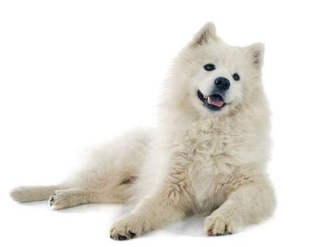 Samoyeds Dog Breed Information And Pictures Samoyed Dogs Samoyed