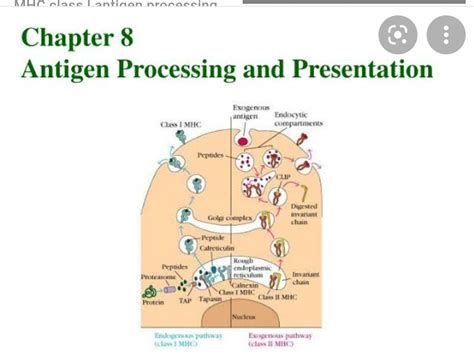 Pathway Of Antigen Processing And Presentation Handwritten Notes