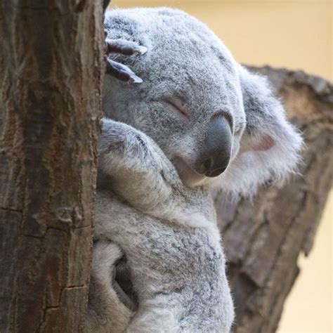 Sleepy Koala Koalas Funny Koala Cute Baby Animals