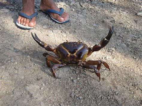 Freshwater Crab India Travel Forum