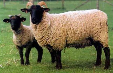 Norfolk Horn Sheep Petmapz By Dr Katz Your