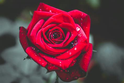 Red Rose In Bloom · Free Stock Photo
