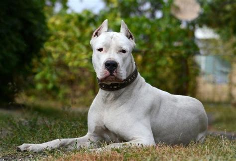 Dogo Argentino Size Temperament And Health Dogo Argentino Dogo