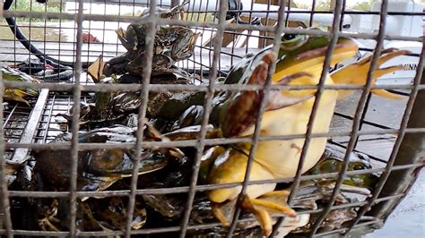 Massive Louisiana Bullfrogs Catch Clean And Cook Bluegabe Style