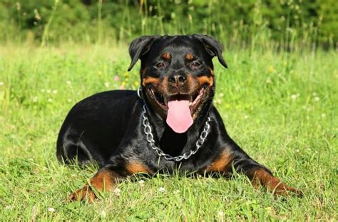 Rottweiler puppies can also benefit from eating a large breed puppy food. 5 Best Foods for Rottweilers: Recipes for Your Black-and ...