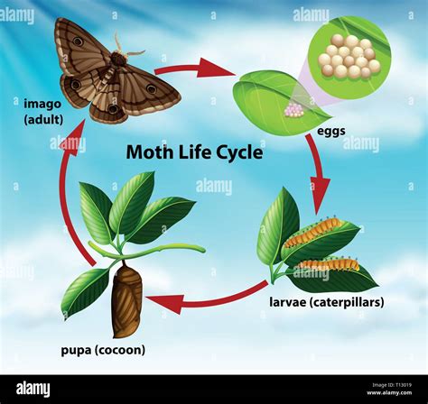 Luna Moth Caterpillar Stages