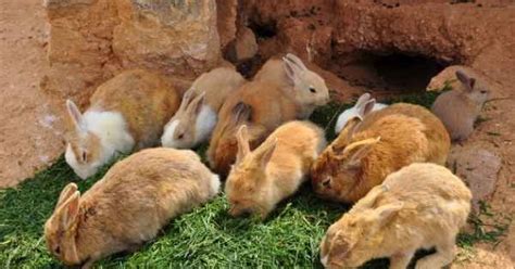 Rabbits Why You Should Happily Raise Them 15 Acre Homestead