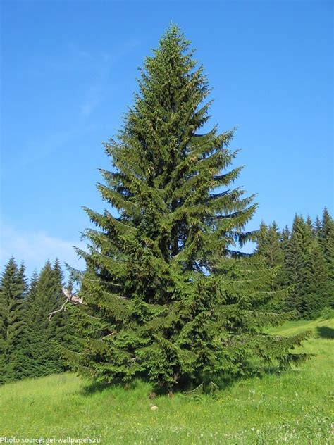 Interesting Facts About Spruce Trees Just Fun Facts