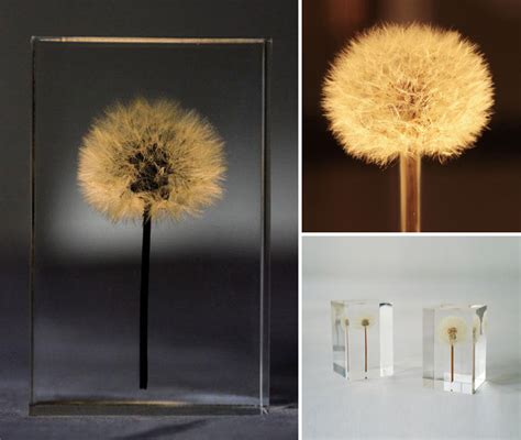 Artist Profile Delicate Lights Made Of Real Dandelions By