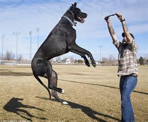Rocko The 167lb Great Dane Is Vying For The Title Of The Worlds