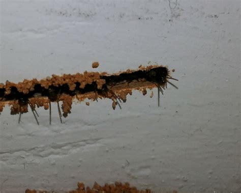 Pics Of Termite Droppings Termites Info
