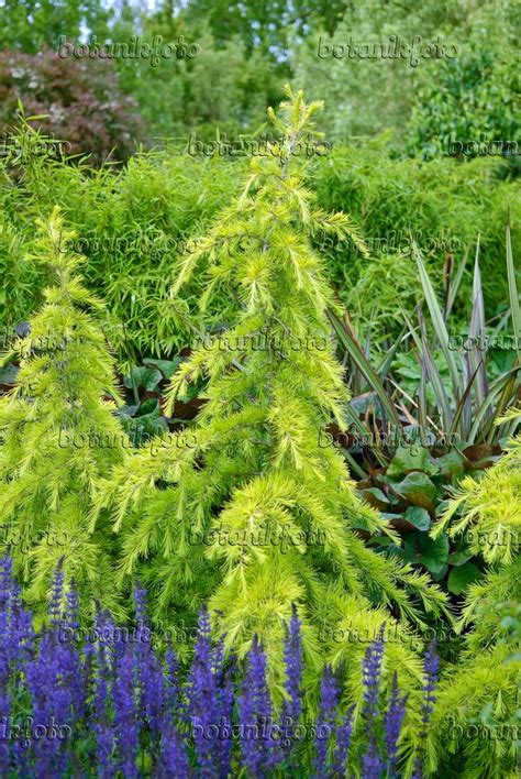 Image Dwarf Cedar Cedrus Deodara Golden Horizon 502137 Images