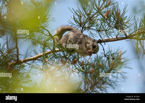 Siberian Flying Squirrel Pteromys Volans Adult Female In A Pine Tree