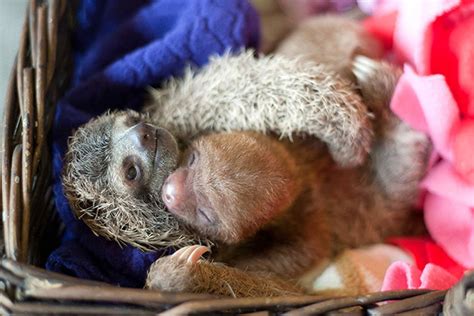Theres A Sloth Institute Which Looks After Baby Sloths That Lost Their