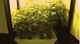 Images of Grow Marijuana Hydroponic System