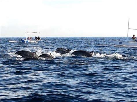 Renang sebagai salah satu jenis olahraga yang tidak memerlukan beban tambahan mampu membuat anak aktif bergerak sehingga ia menjadi sehat, bugar, dan terhindar dari berat badan berlebih. 6 Tempat Paling Asyik Untuk Berenang Bareng Lumba-lumba