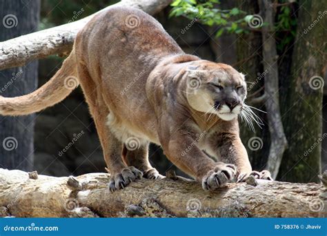 Cougar Stock Photo Image Of Intense Feral Animal Captive 758376