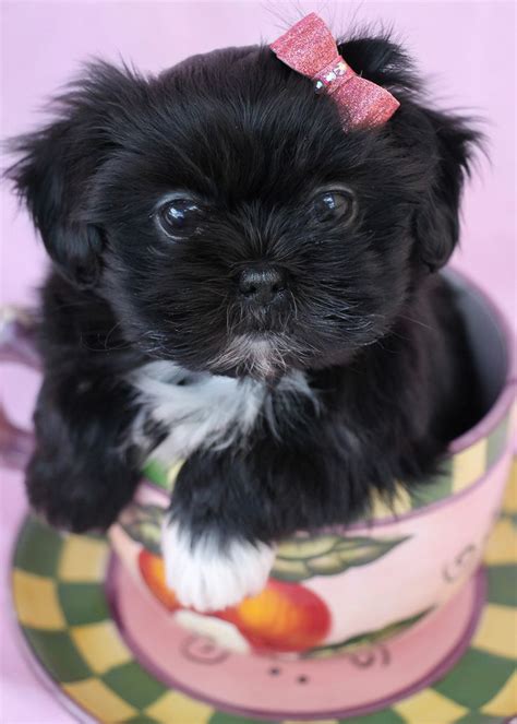 Here you can find everything about shih tzu dogs. 29 best images about Shih Tzu Puppies on Pinterest | Beautiful, I want and Just love