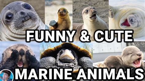 Animals Being Cute Part 2 Funny And Cute Marine Animals Video
