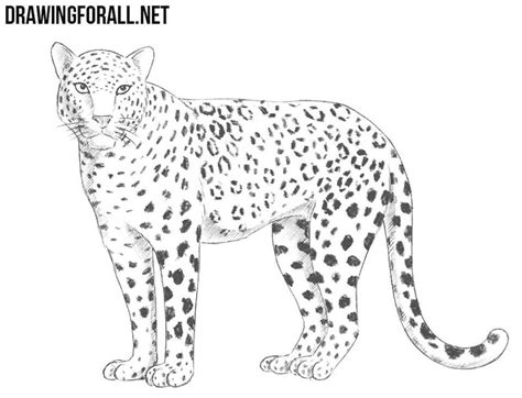 25 Easy Leopard Drawing Ideas – How to Draw | Leopard drawing, Snow